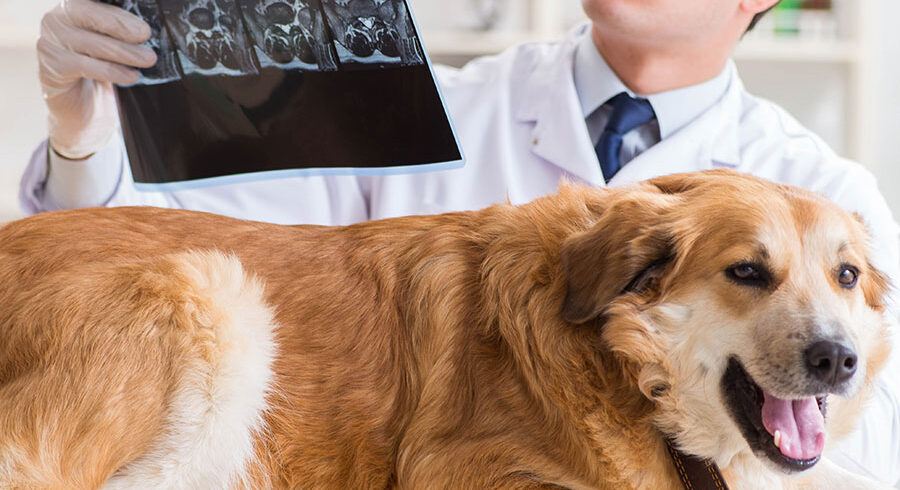 Emergency Pet Diagnostic Imaging