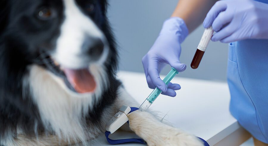 Emergency Pet Lab Work