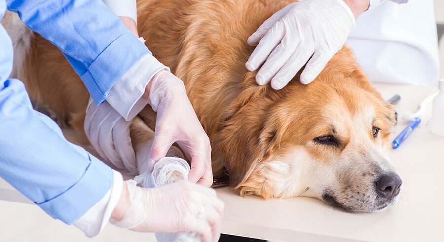 Emergency Pet Trauma