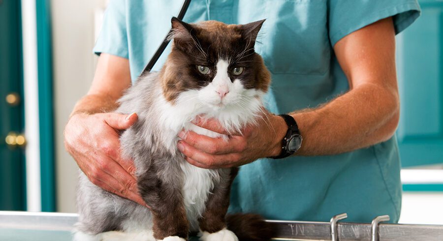 Cat Check-Up Emergency Pet Hospital