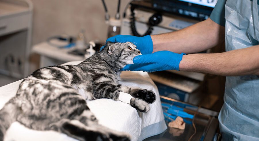 Emergency Pet Intensive Care Unit