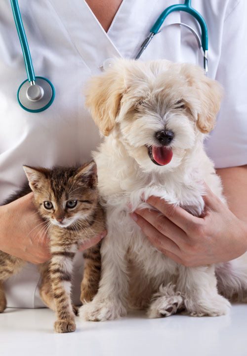 why-us-page-img Boca Raton animal emergency clinic