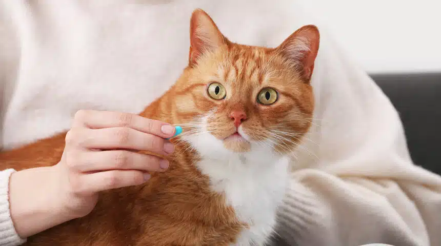 Is Acetaminophen Toxic to Cats?