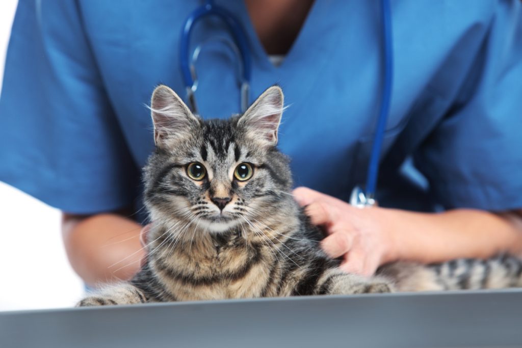 Cats_acute_kidney_injury AKI in cats requires immediate attention. Watch for symptoms and consult an urgent vet in Boca Raton for treatment.