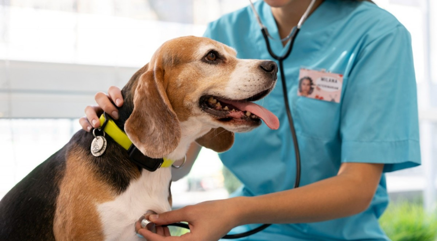 Dangers of Acetaminophen in Dogs - AEUCC