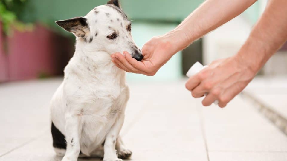 Acetaminophen poisoning in dogs is serious, but with prompt and proper medical care, your dog can recover.