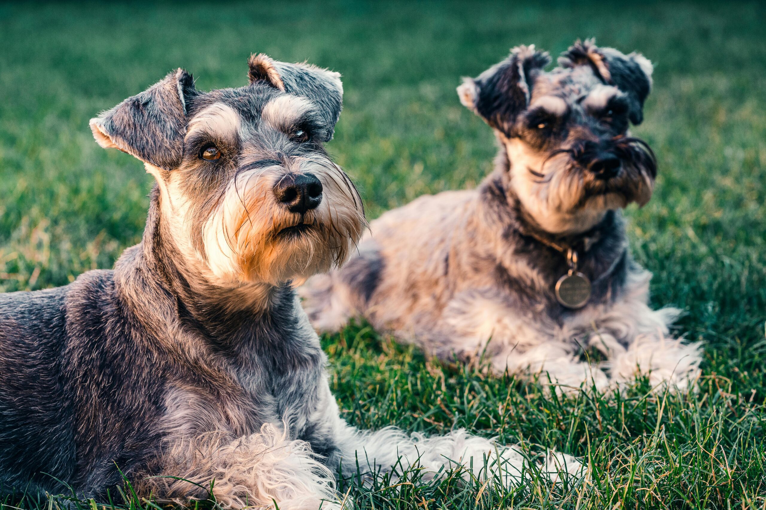 two Schnauzers resting on the grass, a breed susceptible to emergencies like alcohol poisoning in dogs