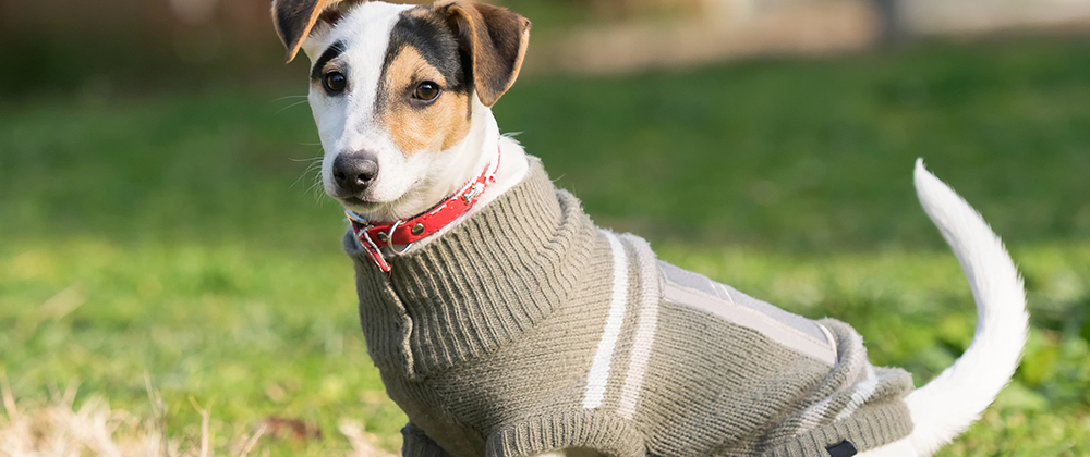 pet winter safety tips