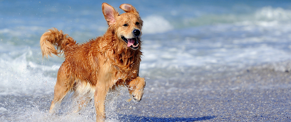 Saltwater Poisoning in Dogs