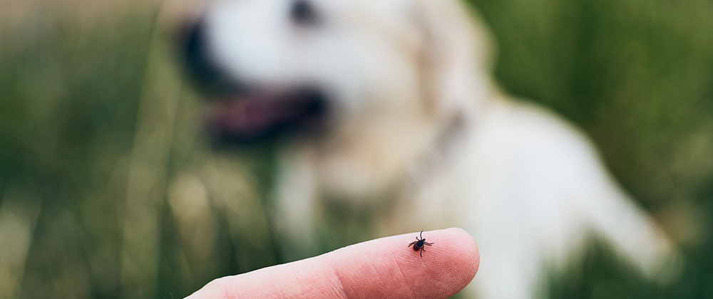 Insect bites on dogs