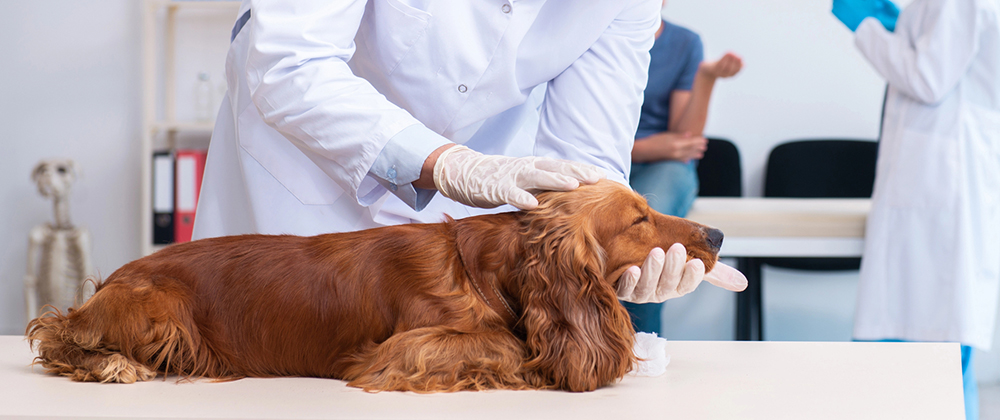 emergency vet tests