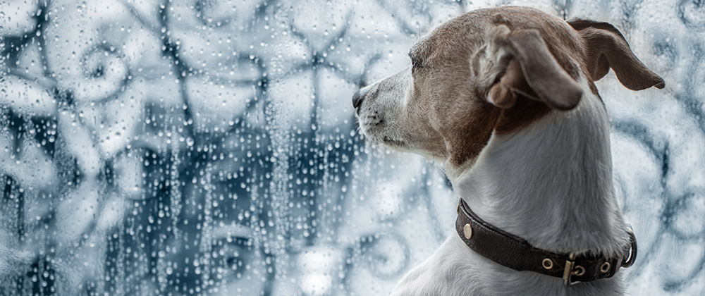 hurricane-preparedness-for-dogs hurricane preparedness for dogs