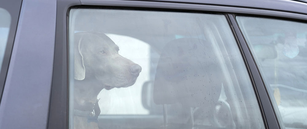 Dog-Overheating-Vet Dog Overheating Vet