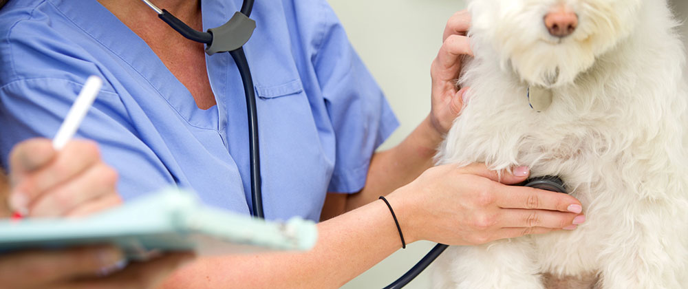 heart-surgery-for-dogs heart surgery for dogs