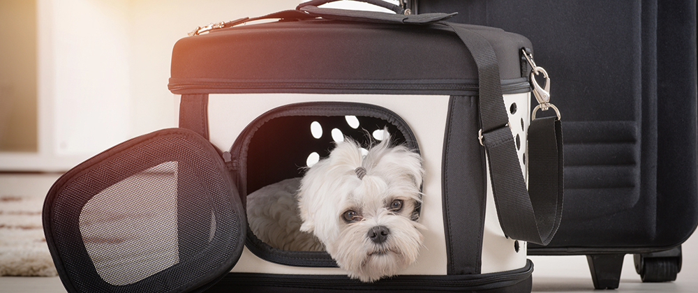 emergency vet near me