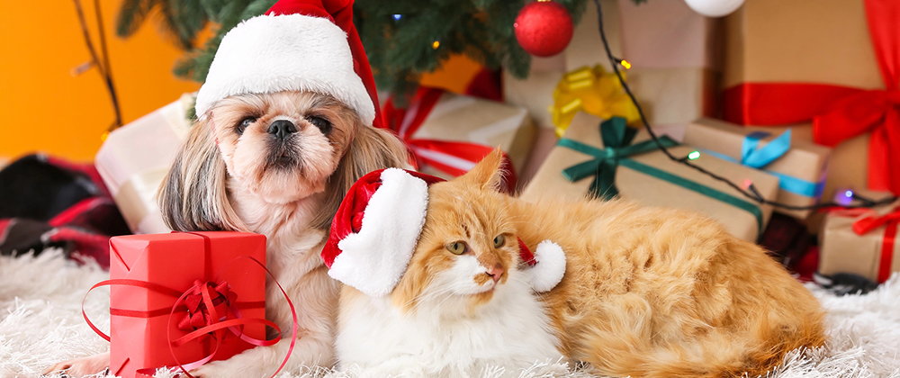 Boca Emergency Vet Services