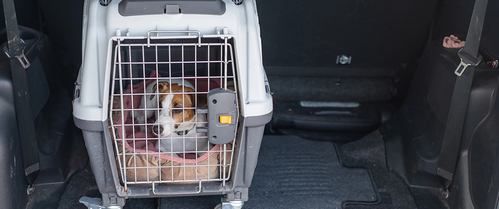 Nearest Emergency Vet