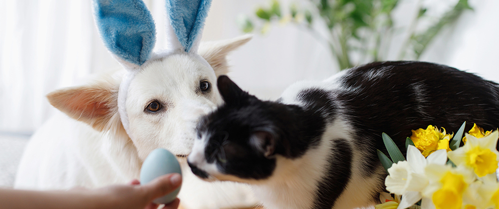 Easter Pet Safety
