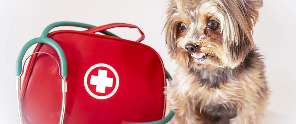 Emergency Veterinary Clinical Treatment