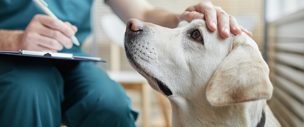 emergency pet care