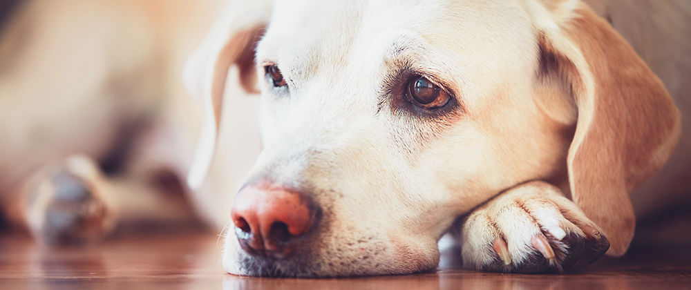 When is dog vomiting an emergency