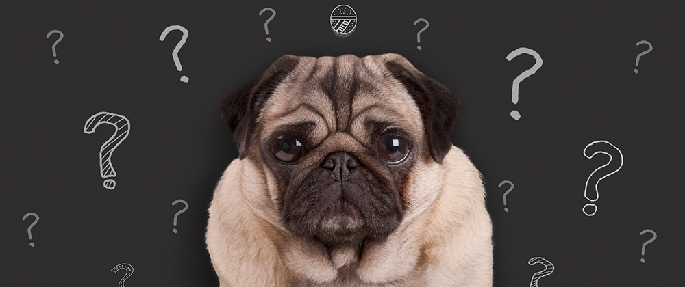 Boca Raton urgent vet care